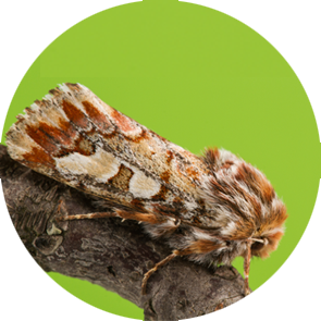 Pine Beauty Moth - <em>Panolis flammea</em>