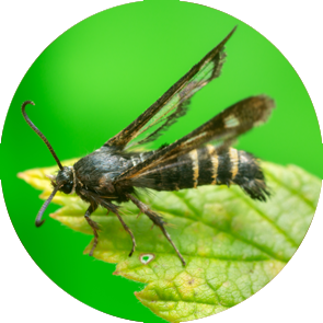 Raspberry Clear Wing Moth - <em>Pennisetia hylaeiformis</em>