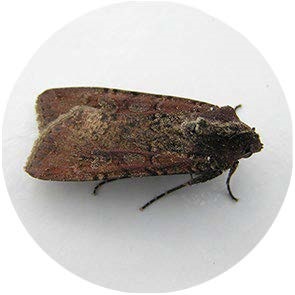 Pearly Underwing Moth - <em>Peridroma saucia</em>