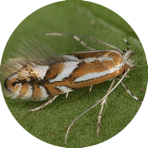 Apple Leaf Miner Moth - <em>Phyllonorycter (Lithocolletis) blancardella</em>
