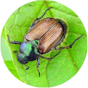 Garden Chafer - <em>Phyllopertha horticola</em>