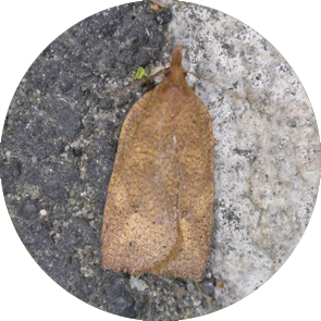 Green-Headed Leaf Roller - <em>Planotortrix excessana</em>