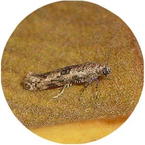 Citrus Flower Moth - <em>Prays citri</em>