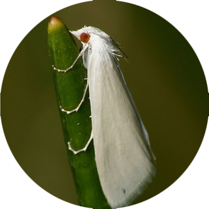 White Sugarcane Borer - <em>Scirpophaga excerptalis</em>