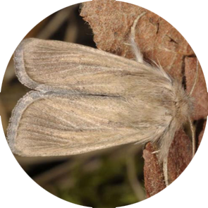 Durra Stem Borer - <em>Sesamia cretica</em>