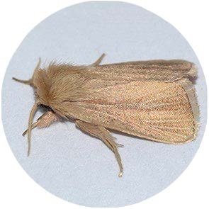 Purple Stem Borer - <em>Sesamia inferens</em>