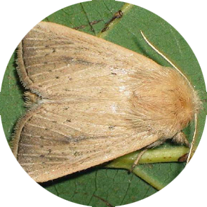 Corn Stalk Borer - <em>Sesamia nonagrioides</em>