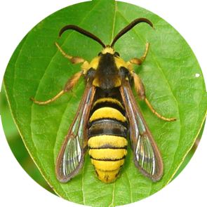 Hornet Moth - <em>Sesia apiformis</em>