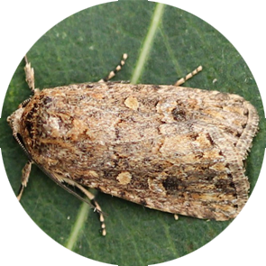 Beet Army Worm - <em>Spodoptera exigua</em>