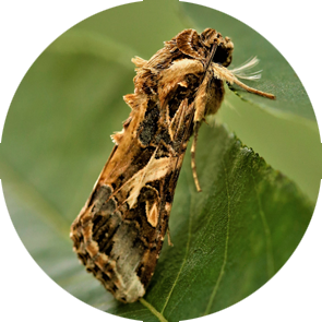 Oriental Leaf Worm Moth - <em>Spodoptera litura</em>