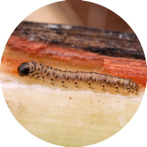 Sugarcane Borer - <em>Diatraea saccharalis</em>
