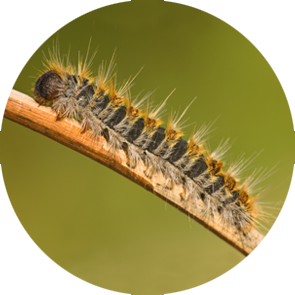 Pine Processionary Moth - <em>Thaumetopoea pityocampa</em>