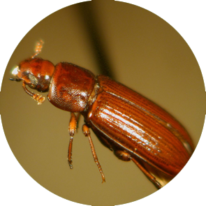 Red Flour Beetle - <em>Tribolium castaneum</em>