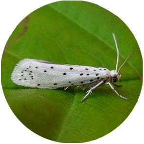 Apple Ermine Moth - <em>Yponomeuta malinellus</em>